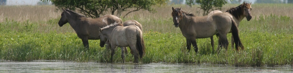 lauwersmeer-paarden